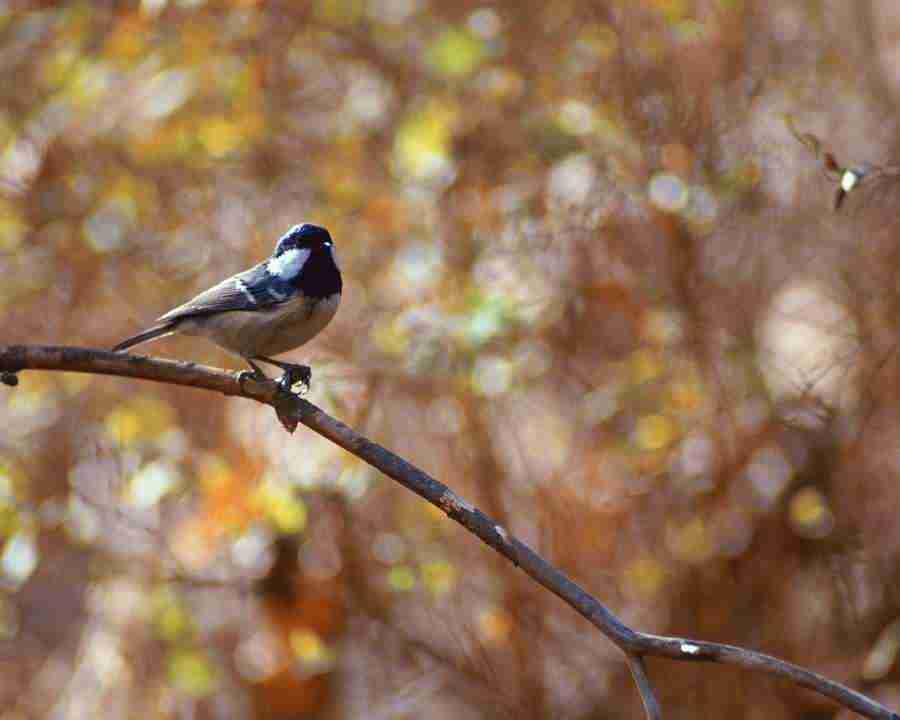 Birds in Nature - Mixa Image Library ></a>
<script language=JavaScript> 
  var txt = 