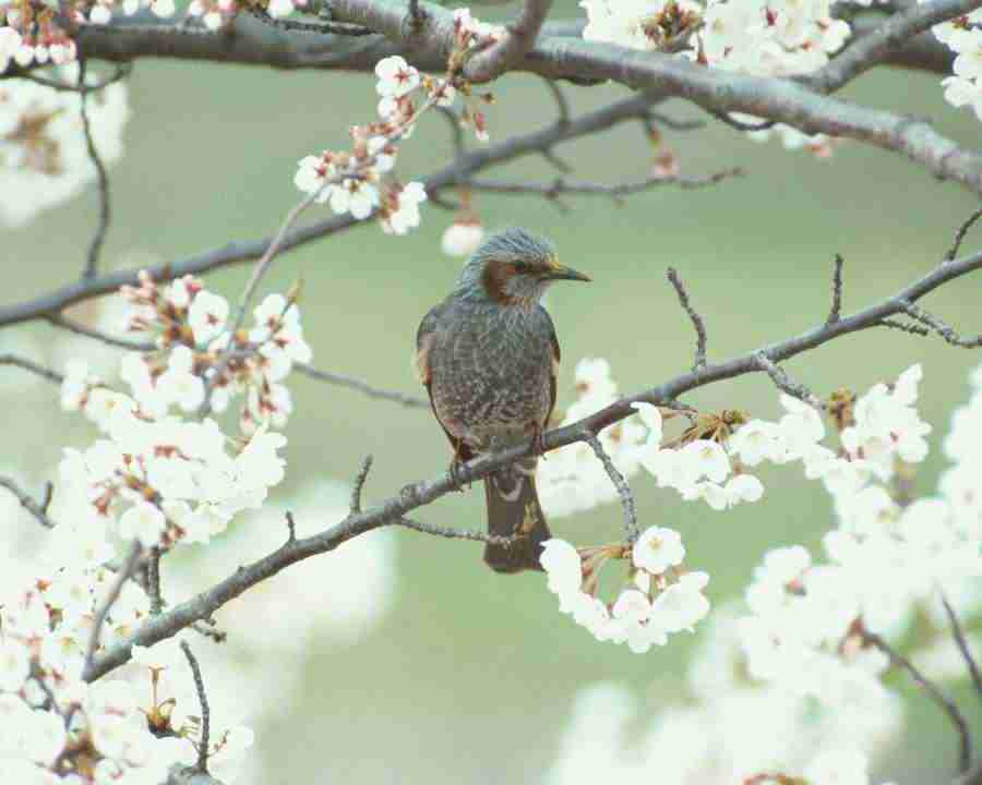 Birds in Nature - Mixa Image Library ></a>
<script language=JavaScript> 
  var txt = 