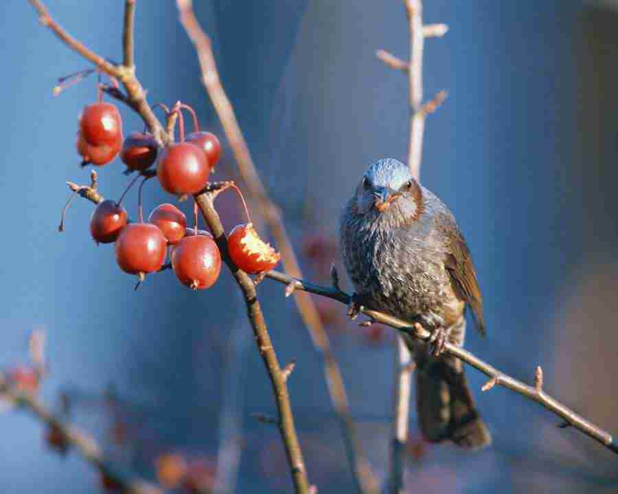 Birds in Nature - Mixa Image Library ></a>
<script language=JavaScript> 
  var txt = 