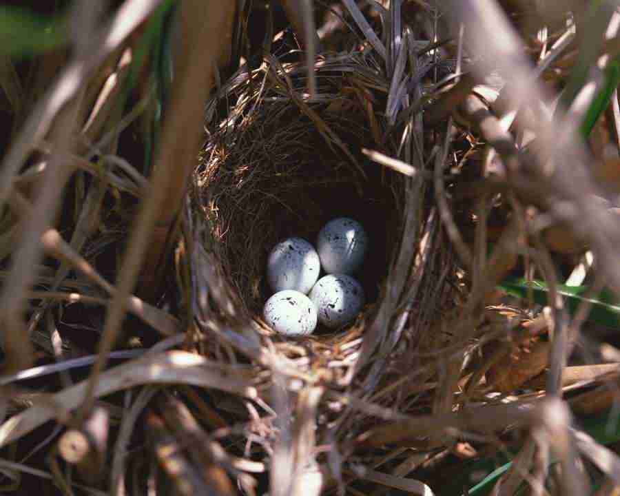 Birds in Nature - Mixa Image Library ></a>
<script language=JavaScript> 
  var txt = 