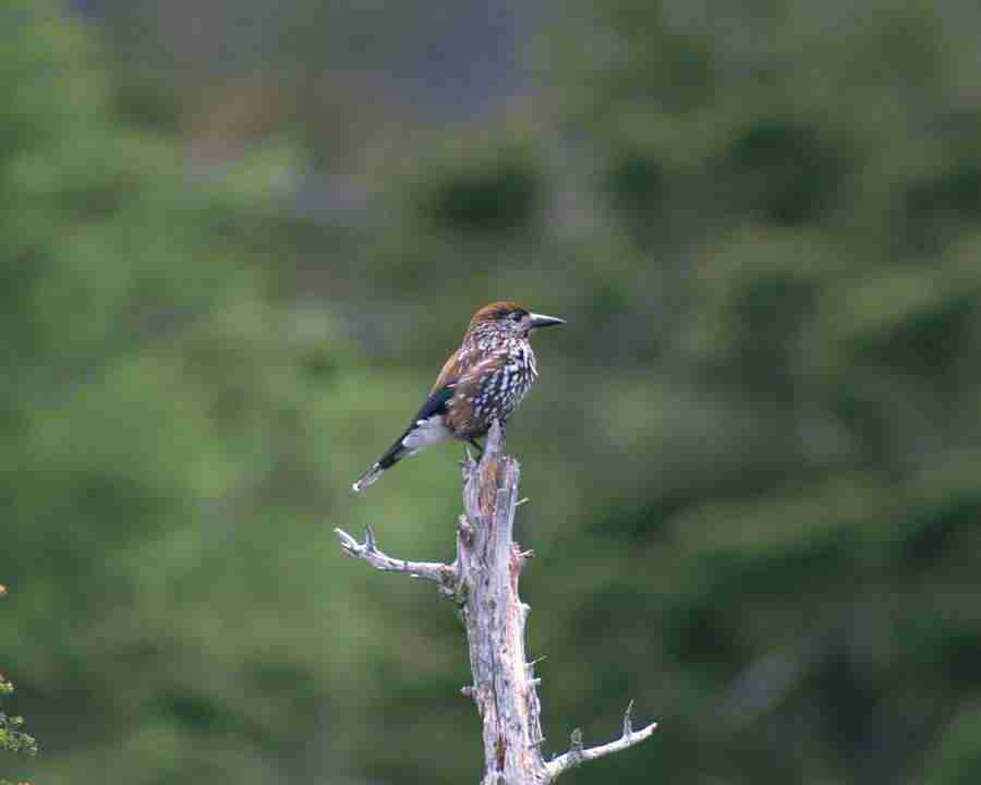 Birds in Nature - Mixa Image Library ></a>
<script language=JavaScript> 
  var txt = 