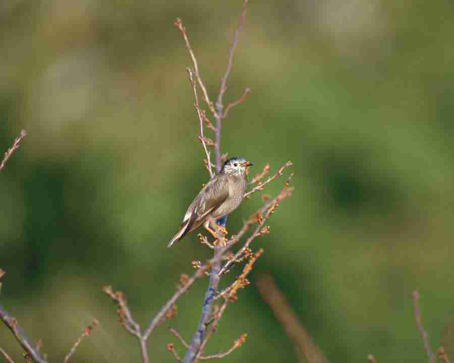 Birds in Nature - Mixa Image Library ></a>
<script language=JavaScript> 
  var txt = 