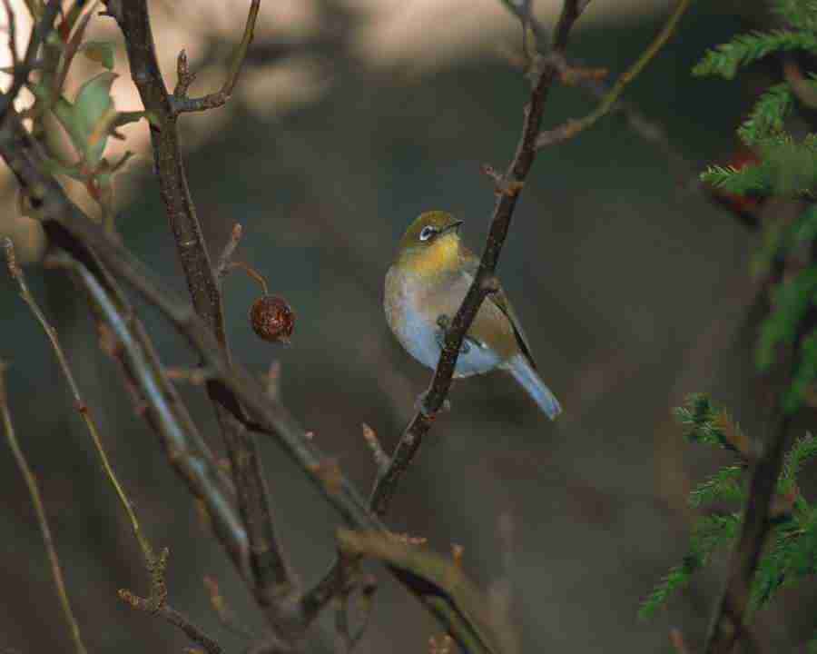 Birds in Nature - Mixa Image Library ></a>
<script language=JavaScript> 
  var txt = 