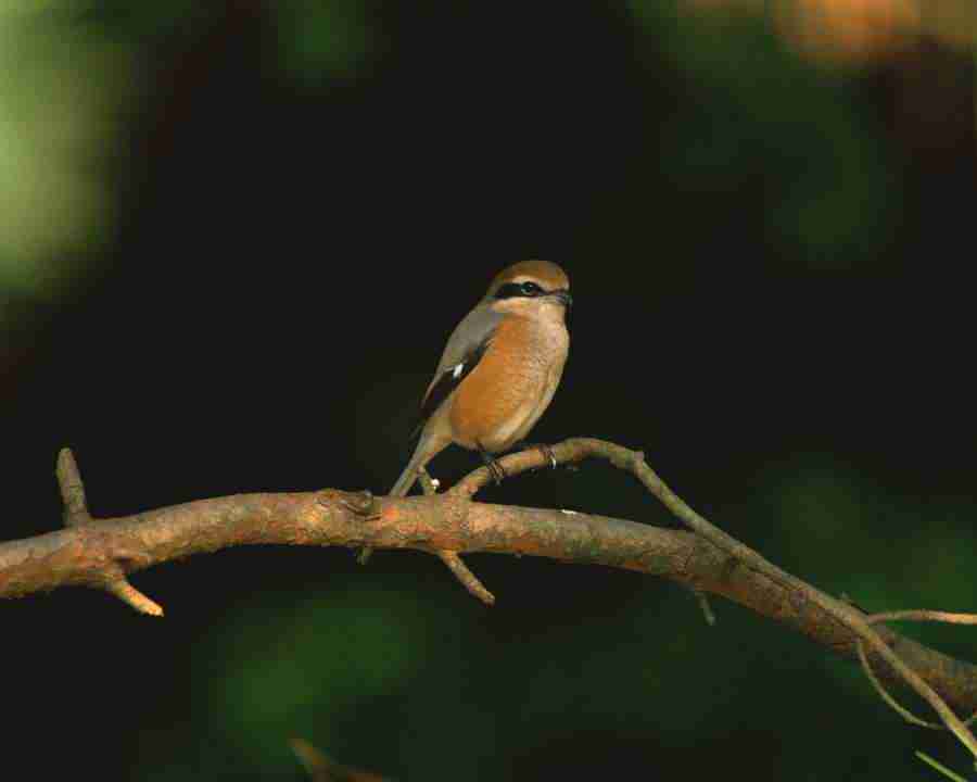 Birds in Nature - Mixa Image Library ></a>
<script language=JavaScript> 
  var txt = 