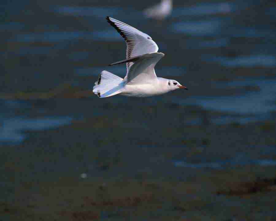 Birds in Nature - Mixa Image Library ></a>
<script language=JavaScript> 
  var txt = 