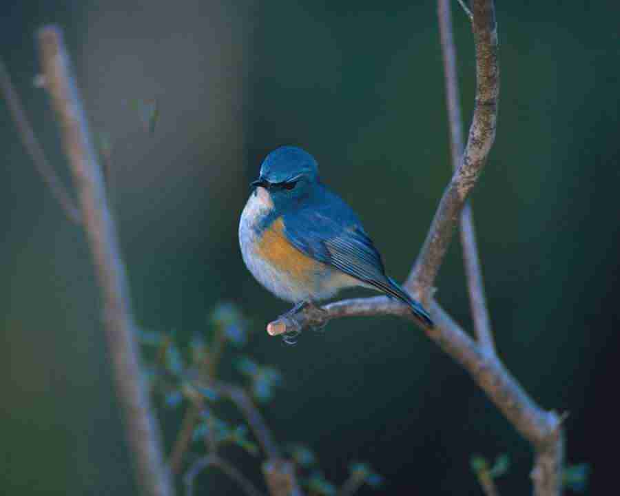 Birds in Nature - Mixa Image Library ></a>
<script language=JavaScript> 
  var txt = 