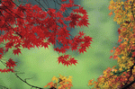 Mixa Image Library: Beautiful Seasons 