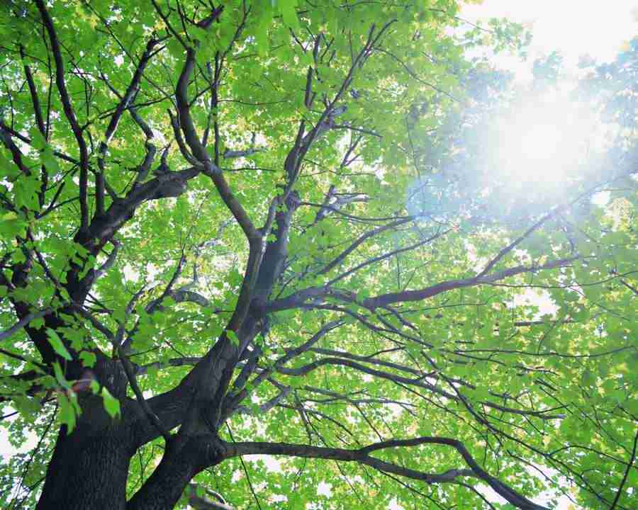 Beautiful Seasons - Mixa Image Library ></a>
<script language=JavaScript> 
  var txt = 