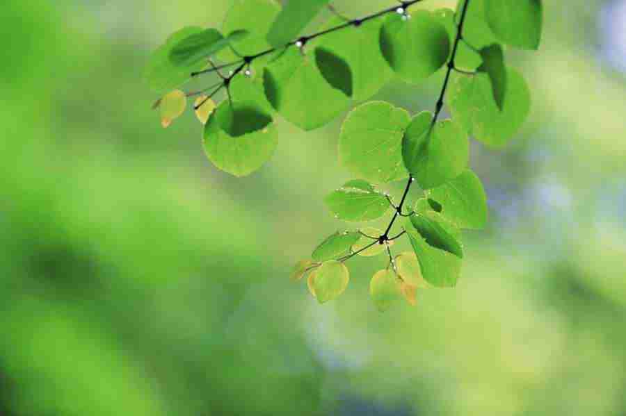 Beautiful Seasons - Mixa Image Library ></a>
<script language=JavaScript> 
  var txt = 