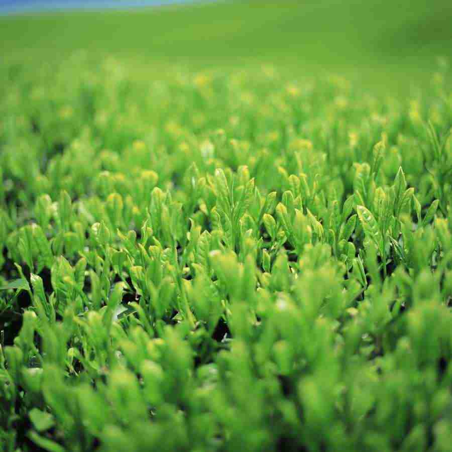 Beautiful Seasons - Mixa Image Library ></a>
<script language=JavaScript> 
  var txt = 