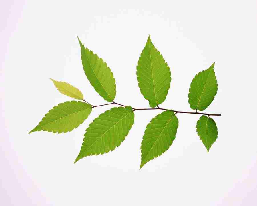 Beautiful Seasons - Mixa Image Library ></a>
<script language=JavaScript> 
  var txt = 