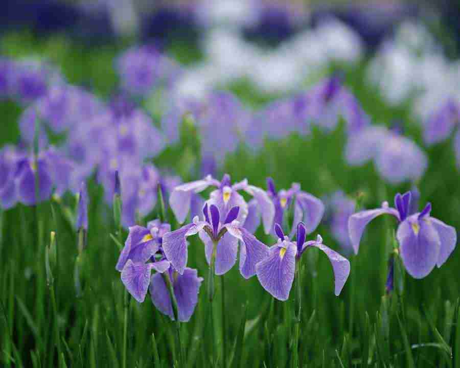 Beautiful Seasons - Mixa Image Library ></a>
<script language=JavaScript> 
  var txt = 