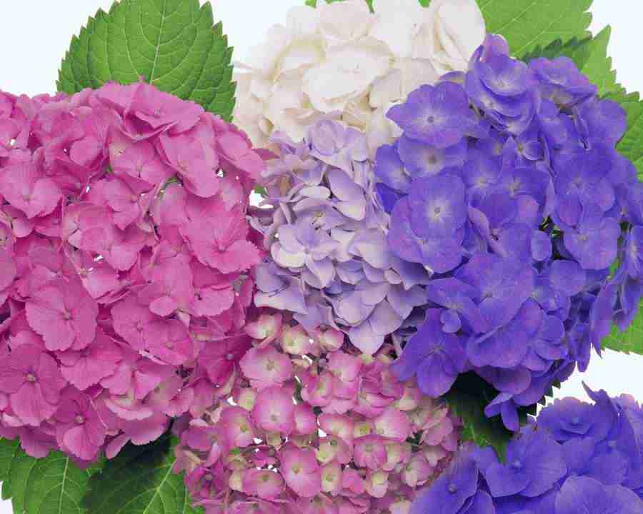 Beautiful Seasons - Mixa Image Library ></a>
<script language=JavaScript> 
  var txt = 