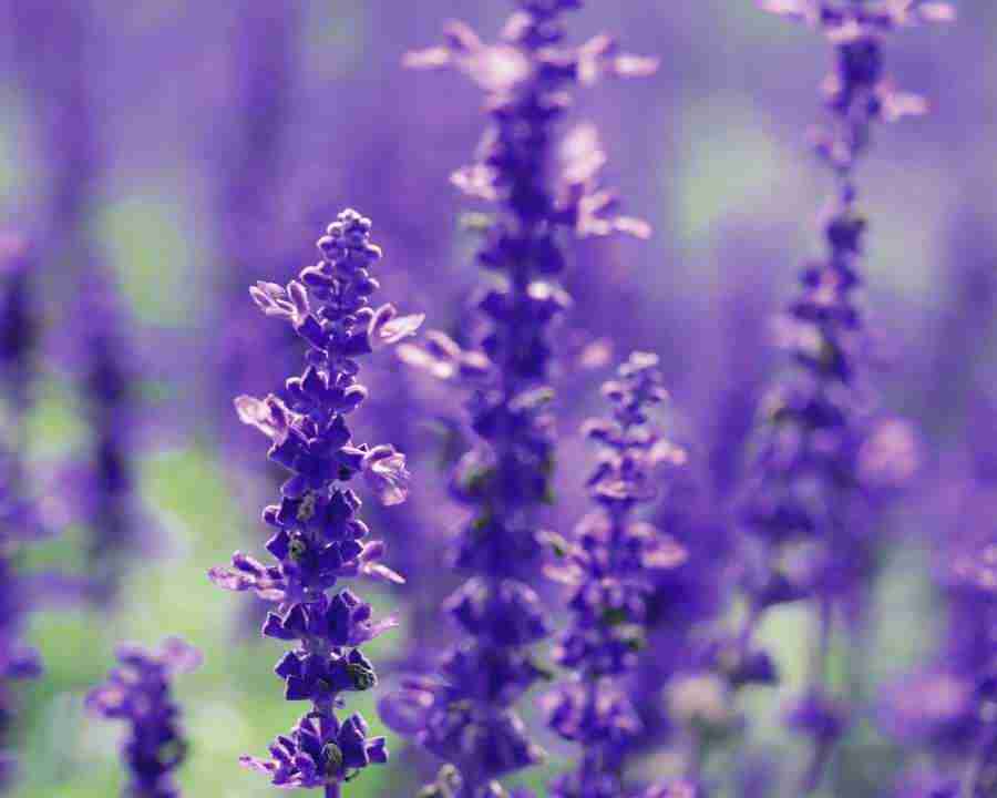 Beautiful Seasons - Mixa Image Library ></a>
<script language=JavaScript> 
  var txt = 