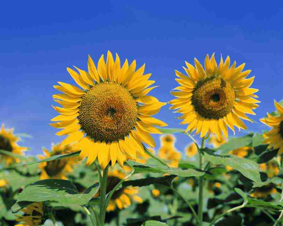 Beautiful Seasons - Mixa Image Library ></a>
<script language=JavaScript> 
  var txt = 