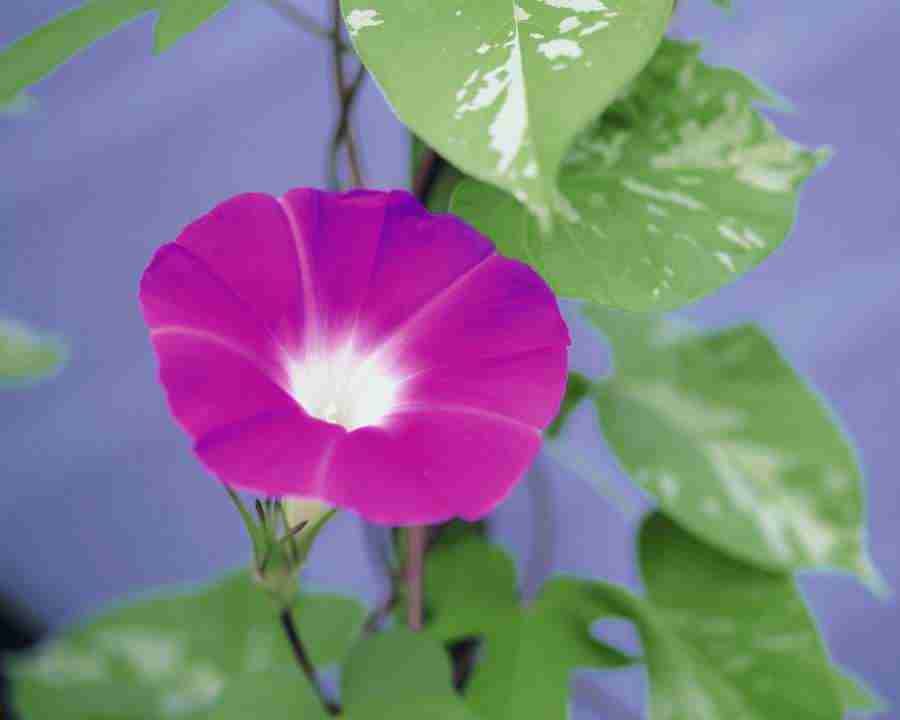 Beautiful Seasons - Mixa Image Library ></a>
<script language=JavaScript> 
  var txt = 