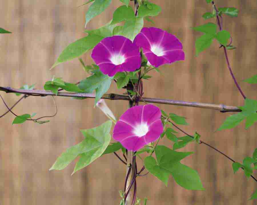 Beautiful Seasons - Mixa Image Library ></a>
<script language=JavaScript> 
  var txt = 