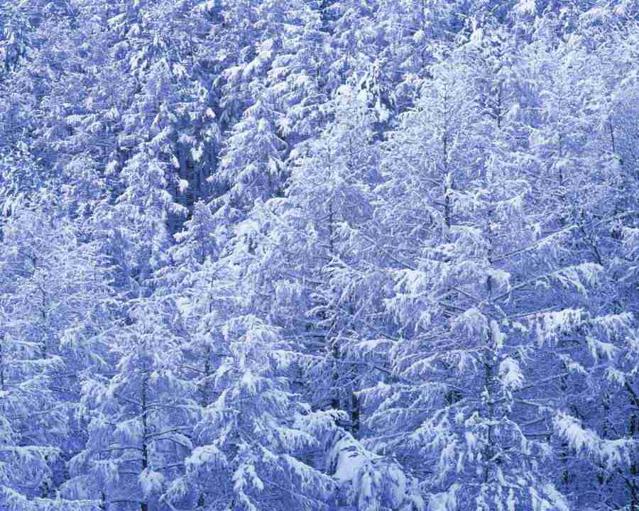 Beautiful Seasons - Mixa Image Library ></a>
<script language=JavaScript> 
  var txt = 