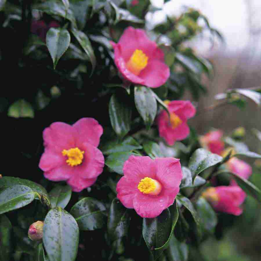Beautiful Seasons - Mixa Image Library ></a>
<script language=JavaScript> 
  var txt = 
