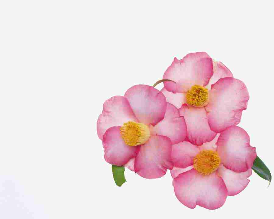 Beautiful Seasons - Mixa Image Library ></a>
<script language=JavaScript> 
  var txt = 