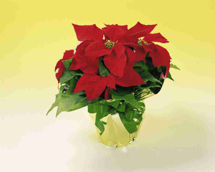 Beautiful Seasons - Mixa Image Library ></a>
<script language=JavaScript> 
  var txt = 