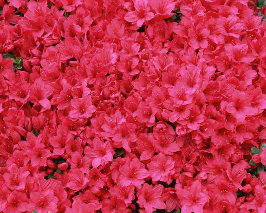 Flowers and Leaves - Mixa Image Library ></a>
<script language=JavaScript> 
  var txt = 