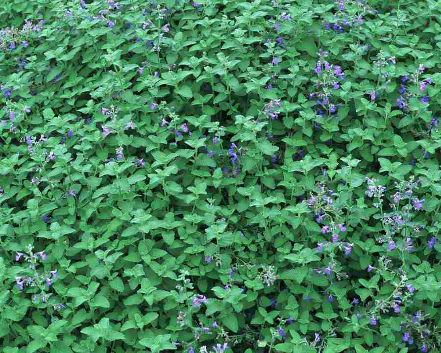 Flowers and Leaves - Mixa Image Library ></a>
<script language=JavaScript> 
  var txt = 