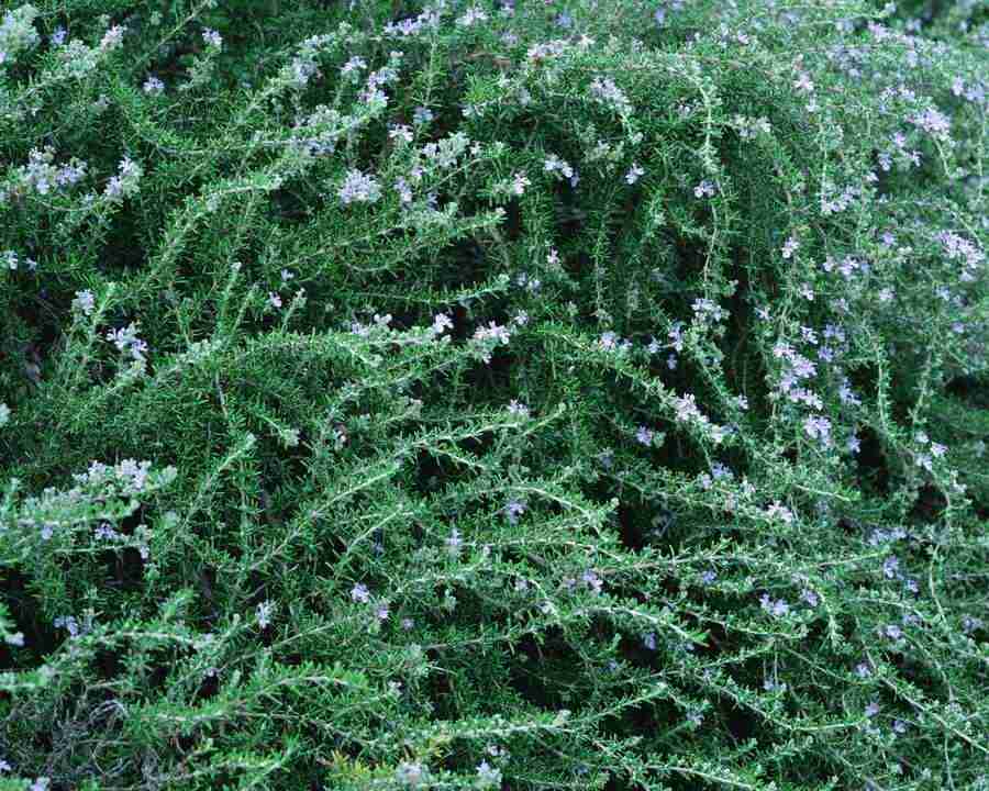 Flowers and Leaves - Mixa Image Library ></a>
<script language=JavaScript> 
  var txt = 