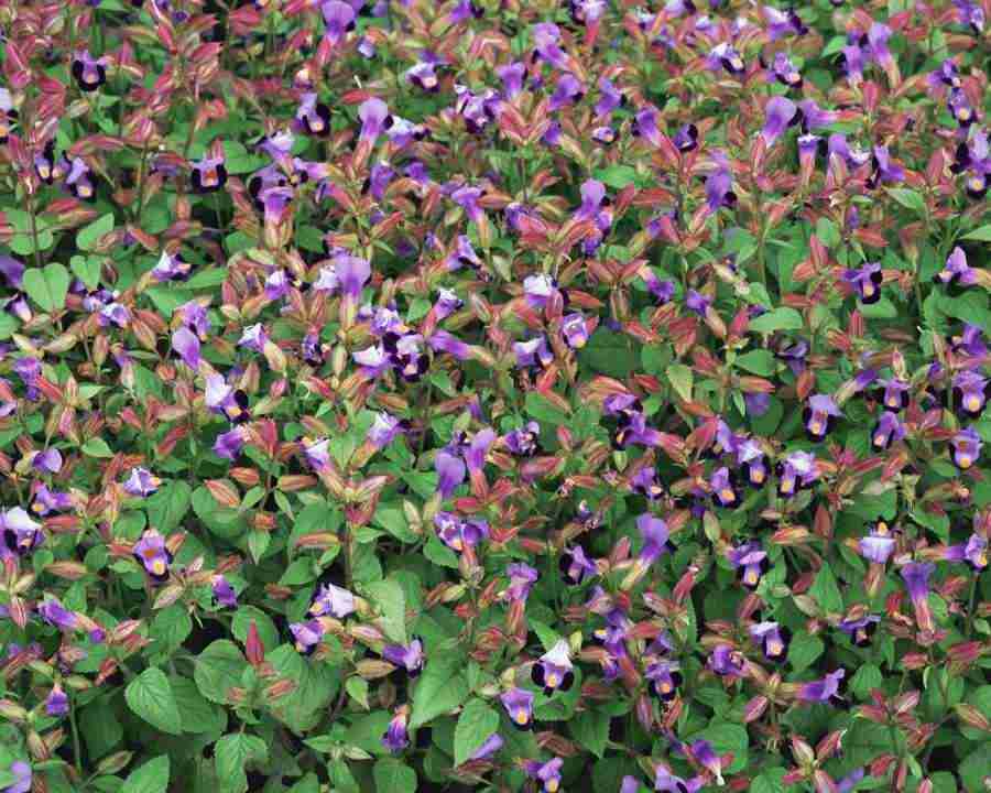 Flowers and Leaves - Mixa Image Library ></a>
<script language=JavaScript> 
  var txt = 