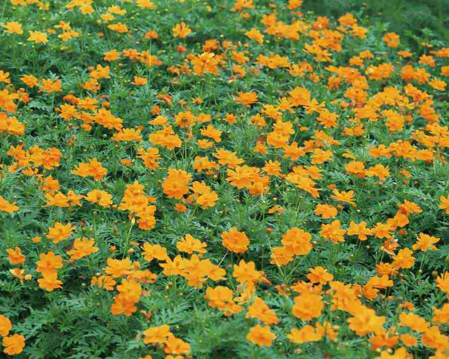 Flowers and Leaves - Mixa Image Library ></a>
<script language=JavaScript> 
  var txt = 