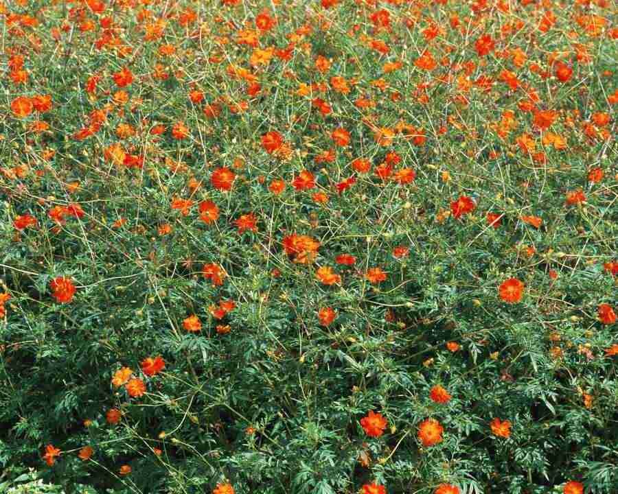 Flowers and Leaves - Mixa Image Library ></a>
<script language=JavaScript> 
  var txt = 