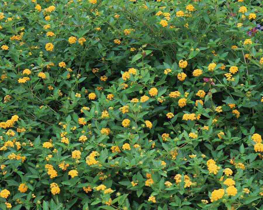Flowers and Leaves - Mixa Image Library ></a>
<script language=JavaScript> 
  var txt = 