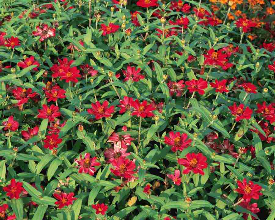Flowers and Leaves - Mixa Image Library ></a>
<script language=JavaScript> 
  var txt = 