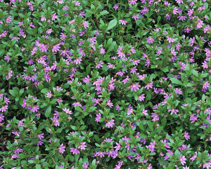 Flowers and Leaves - Mixa Image Library ></a>
<script language=JavaScript> 
  var txt = 