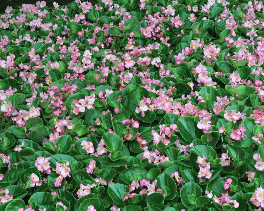 Flowers and Leaves - Mixa Image Library ></a>
<script language=JavaScript> 
  var txt = 