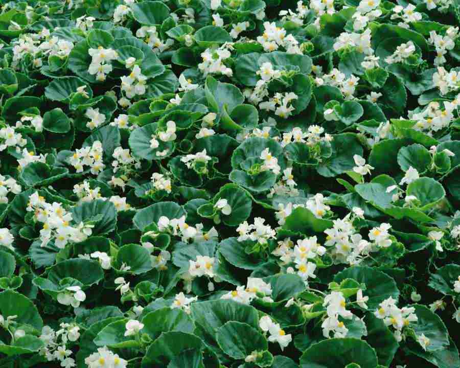 Flowers and Leaves - Mixa Image Library ></a>
<script language=JavaScript> 
  var txt = 