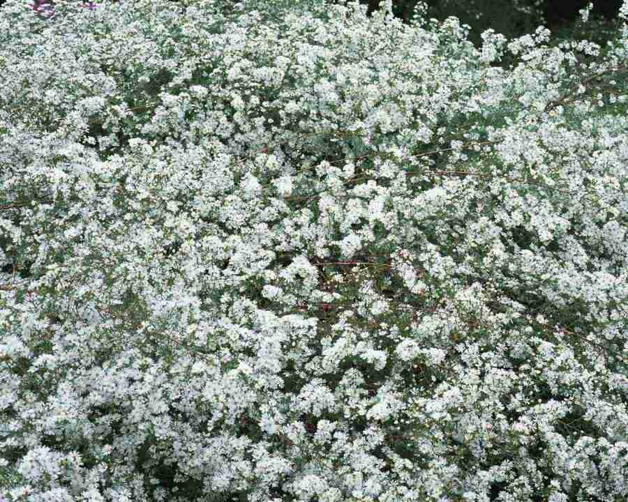 Flowers and Leaves - Mixa Image Library ></a>
<script language=JavaScript> 
  var txt = 