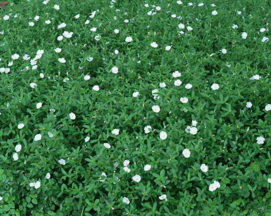Flowers and Leaves - Mixa Image Library ></a>
<script language=JavaScript> 
  var txt = 