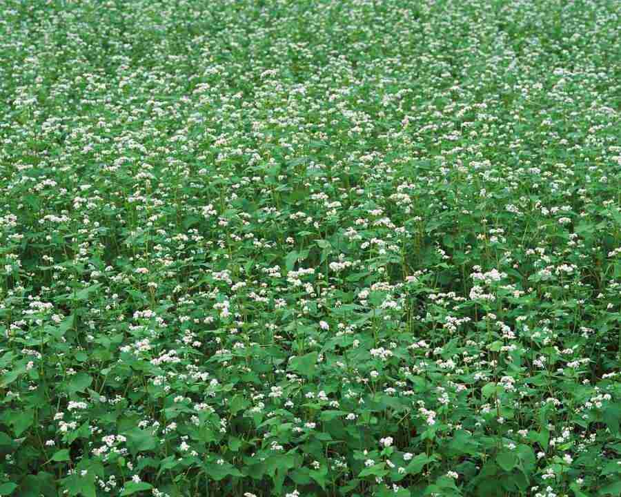 Flowers and Leaves - Mixa Image Library ></a>
<script language=JavaScript> 
  var txt = 