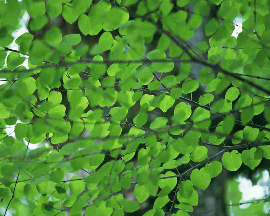 Flowers and Leaves - Mixa Image Library ></a>
<script language=JavaScript> 
  var txt = 