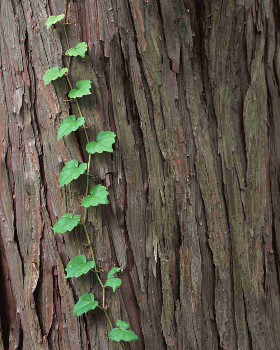Flowers and Leaves - Mixa Image Library ></a>
<script language=JavaScript> 
  var txt = 