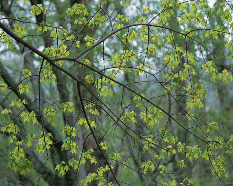 Flowers and Leaves - Mixa Image Library ></a>
<script language=JavaScript> 
  var txt = 