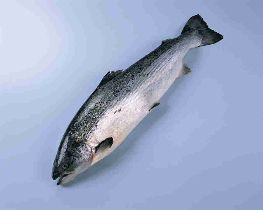 Fish and Meat - Mixa Image Library ></a>
<script language=JavaScript> 
  var txt = 