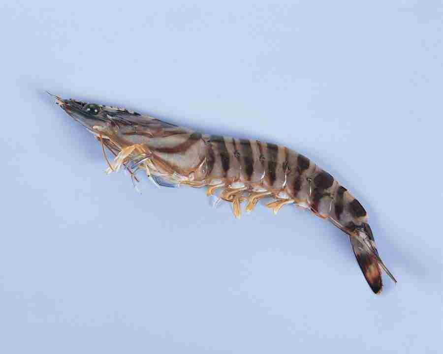 Fish and Meat - Mixa Image Library ></a>
<script language=JavaScript> 
  var txt = 