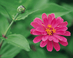 Mixa Image Library: Flower Fantasy 