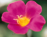 Mixa Image Library: Flower Fantasy 