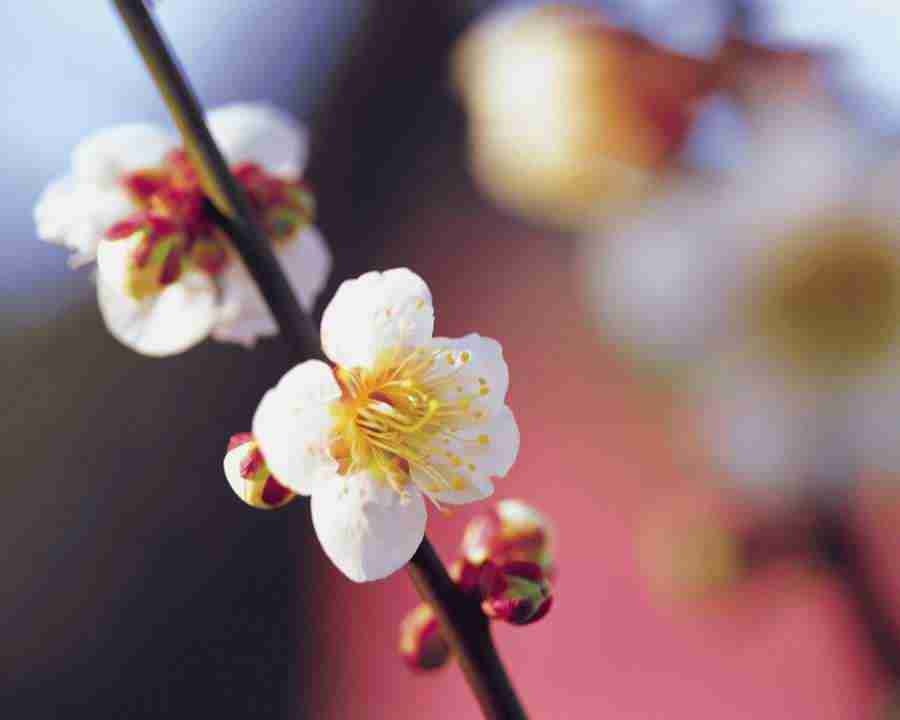 Flower Fantasy - Mixa Image Library ></a>
<script language=JavaScript> 
  var txt = 
