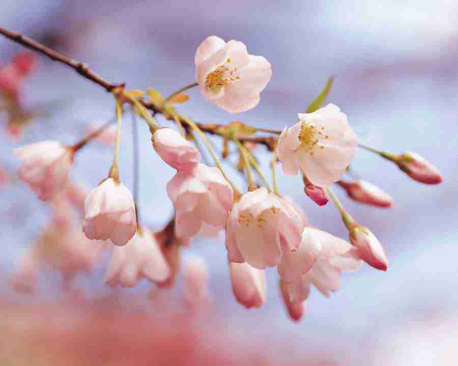Flower Fantasy - Mixa Image Library ></a>
<script language=JavaScript> 
  var txt = 