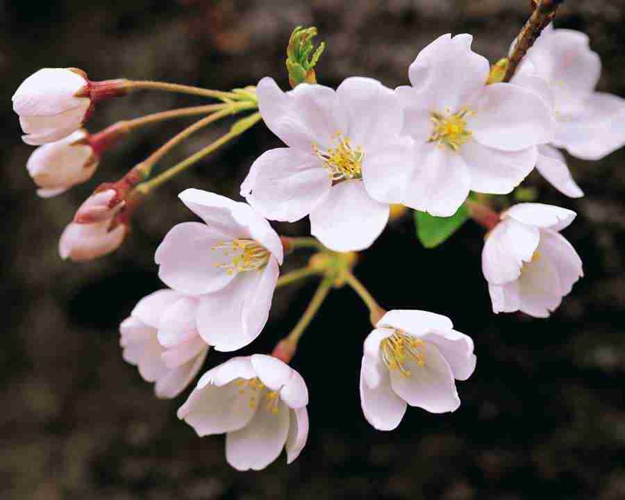 Flower Fantasy - Mixa Image Library ></a>
<script language=JavaScript> 
  var txt = 
