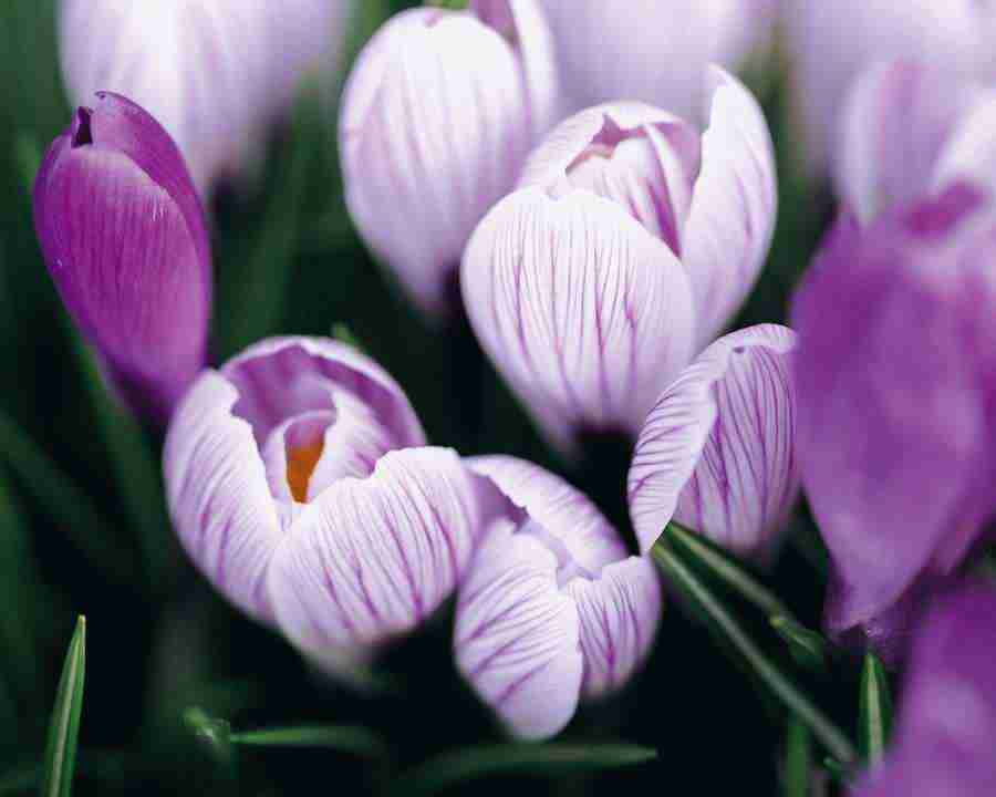 Flower Fantasy - Mixa Image Library ></a>
<script language=JavaScript> 
  var txt = 